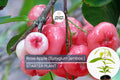 Live Rose Apple Tree (Syzygium jambos) 12-24" Tropical Fruit Plant, Edible, Floral-Flavored, Sweet, Crisp Fruit
