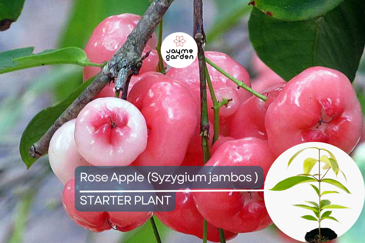 Live Rose Apple Tree (Syzygium jambos) 12-24" Tropical Fruit Plant, Edible, Floral-Flavored, Sweet, Crisp Fruit