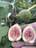 Dark Portuguese Fig Cutting - Unrooted 8"+ Ficus carica Rare Edible Fruit for Grafting & Propagation