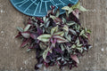 Tradescantia Zebrina Cuttings - 10 Fresh 4-6 Inch Purple Silver Striped Trailing Plant for Indoor & Outdoor Gardens