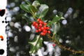 English Holly Seeds | Ilex aquifolium Evergreen Shrub | Red Berries | Ornamental Hedge & Wildlife Plant