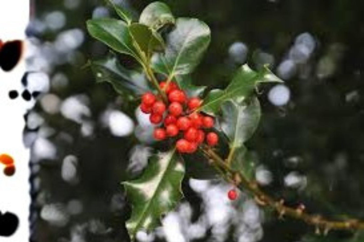 English Holly Seeds | Ilex aquifolium Evergreen Shrub | Red Berries | Ornamental Hedge & Wildlife Plant
