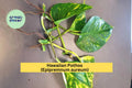 Hawaiian Pothos Leaf Cuttings 5 Pack – Epipremnum aureum, Golden Variegation, Indoor Vine, Easy Propagation, Trailing Houseplant