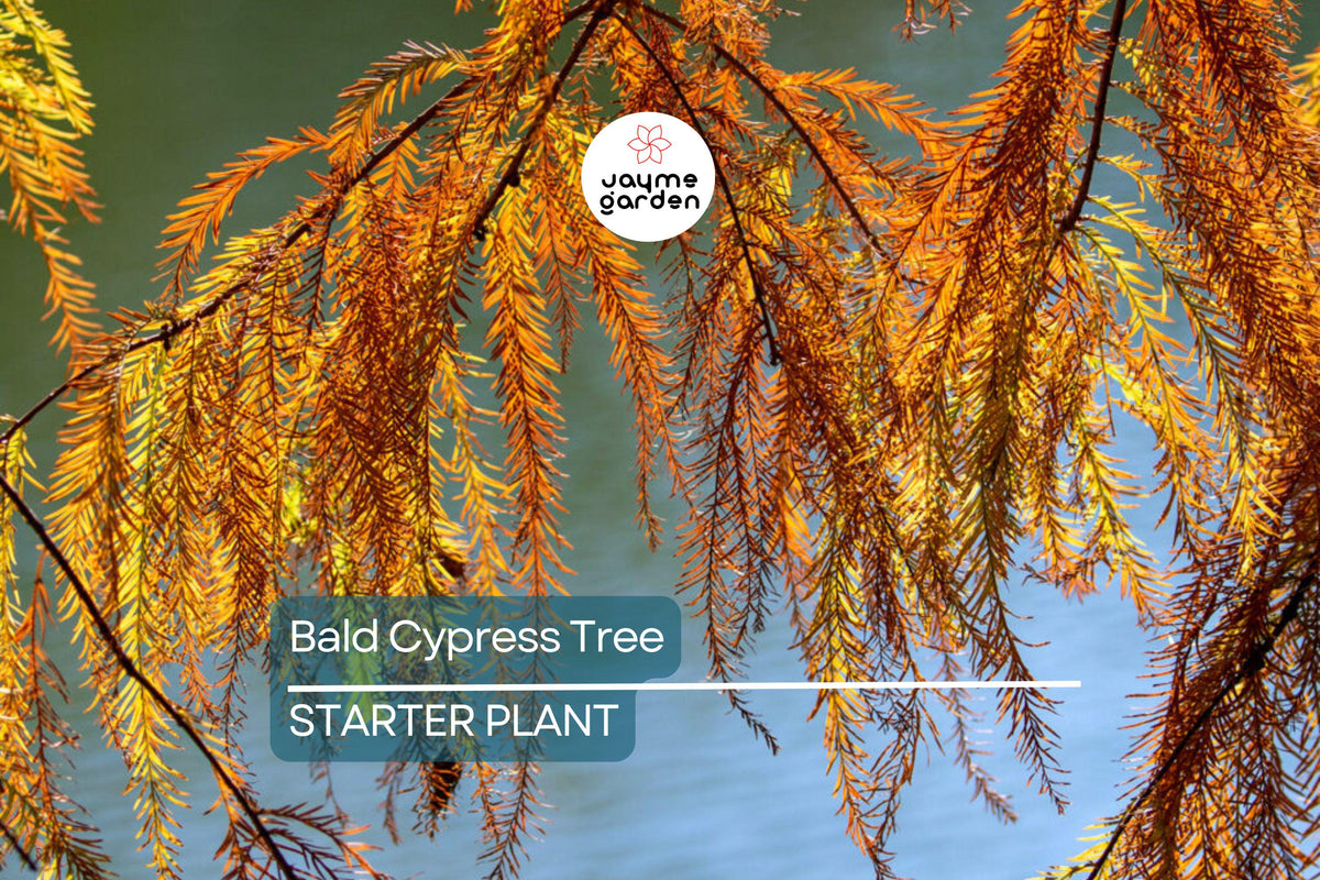 Bald Cypress Tree 2-3 Ft Tall Live Seedling | Taxodium distichum | Wetland, Flood-Tolerant Shade Tree for Landscaping