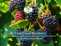 Triple Crown Blackberry Plants – Thornless Bare Root Bushes – Heavy Yields, Sweet Fruit, Edible Landscape, Rubus fruticosus