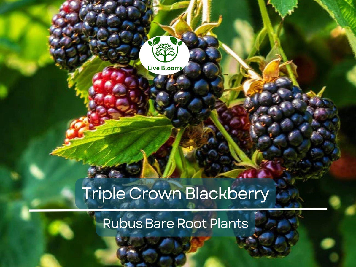 Triple Crown Blackberry Plants – Thornless Bare Root Bushes – Heavy Yields, Sweet Fruit, Edible Landscape, Rubus fruticosus