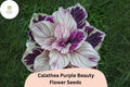 Purple Beauty Calathea Seeds (Calathea sp.) | 25+ Seeds | Exotic Tropical Foliage for Home & Garden