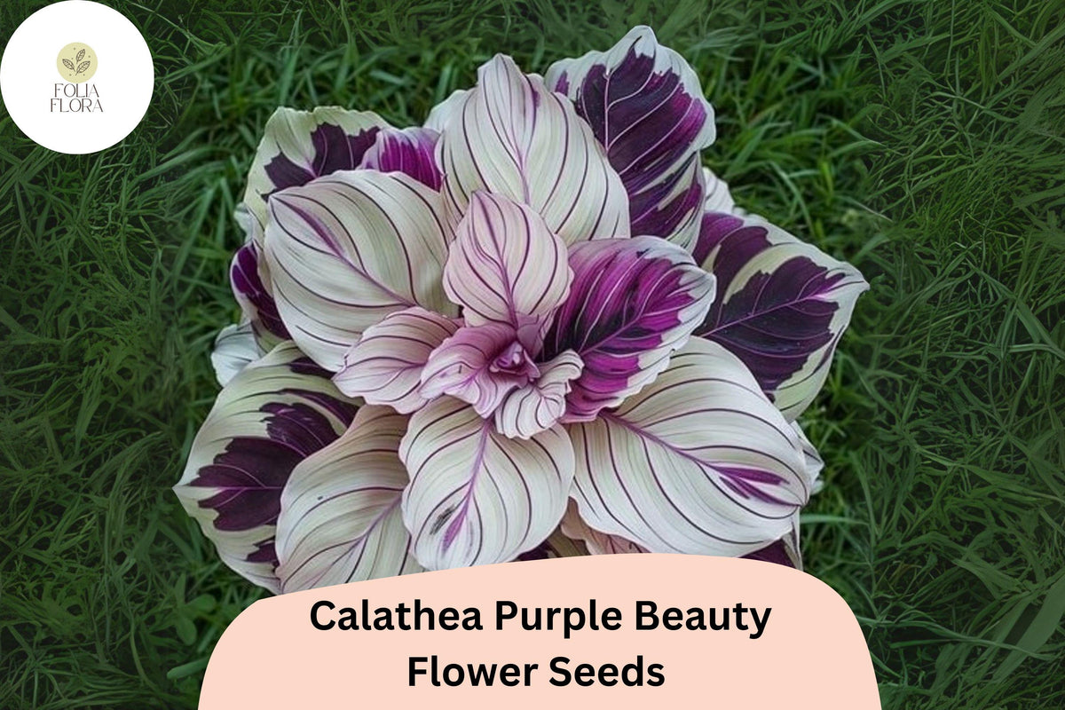 Purple Beauty Calathea Seeds (Calathea sp.) | 25+ Seeds | Exotic Tropical Foliage for Home & Garden
