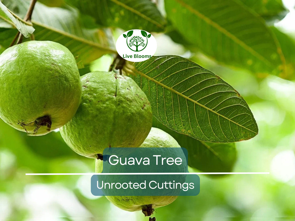 Unrooted Guava Cuttings 4-5" | Psidium Guajava | Tropical Fruit Tree Propagation for Garden & Indoor Growing