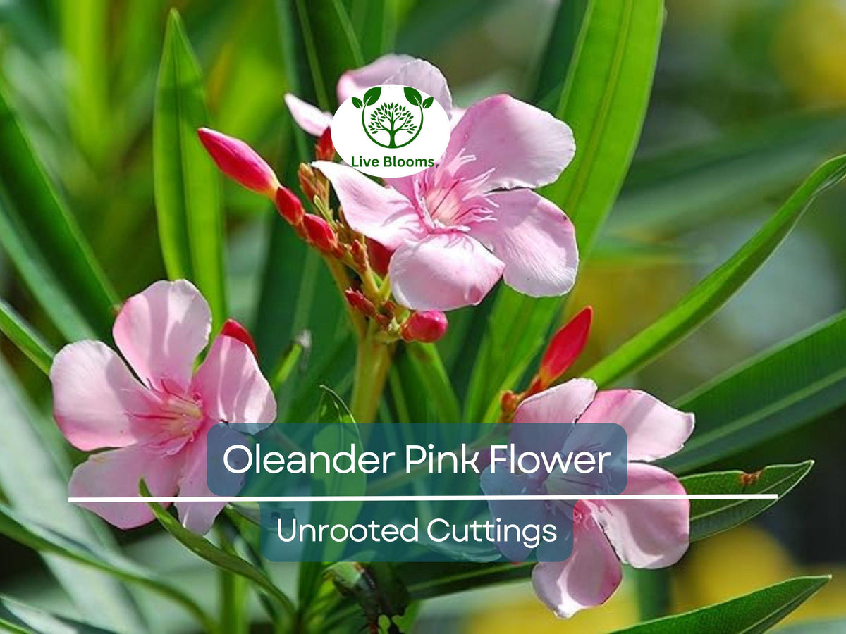 Oleander Pink Live Flower Plant Cuttings – 7" Unrooted Nerium oleander for Propagation, Pink Blooming Shrub, Easy to Grow
