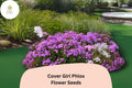 Cover Girl Phlox Seeds | Phlox drummondii Annual Flower with Lavender-Pink & Dark Violet Centers | Garden, Border, Container Planting