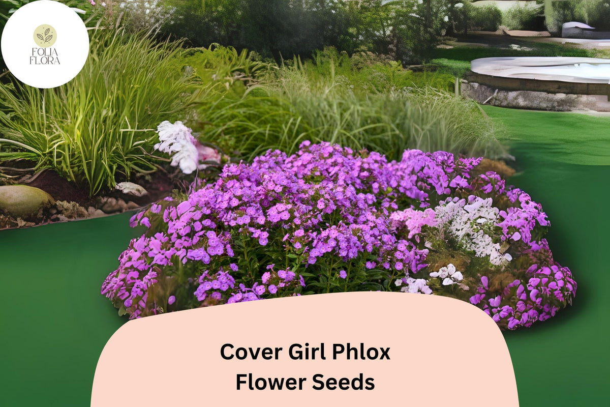 Cover Girl Phlox Seeds | Phlox drummondii Annual Flower with Lavender-Pink & Dark Violet Centers | Garden, Border, Container Planting