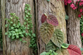 Ficus villosa Unrooted Cuttings – Tropical Foliage Plant, Climbing, Broad Green Leaves, Indoor or Warm Climate Propagation