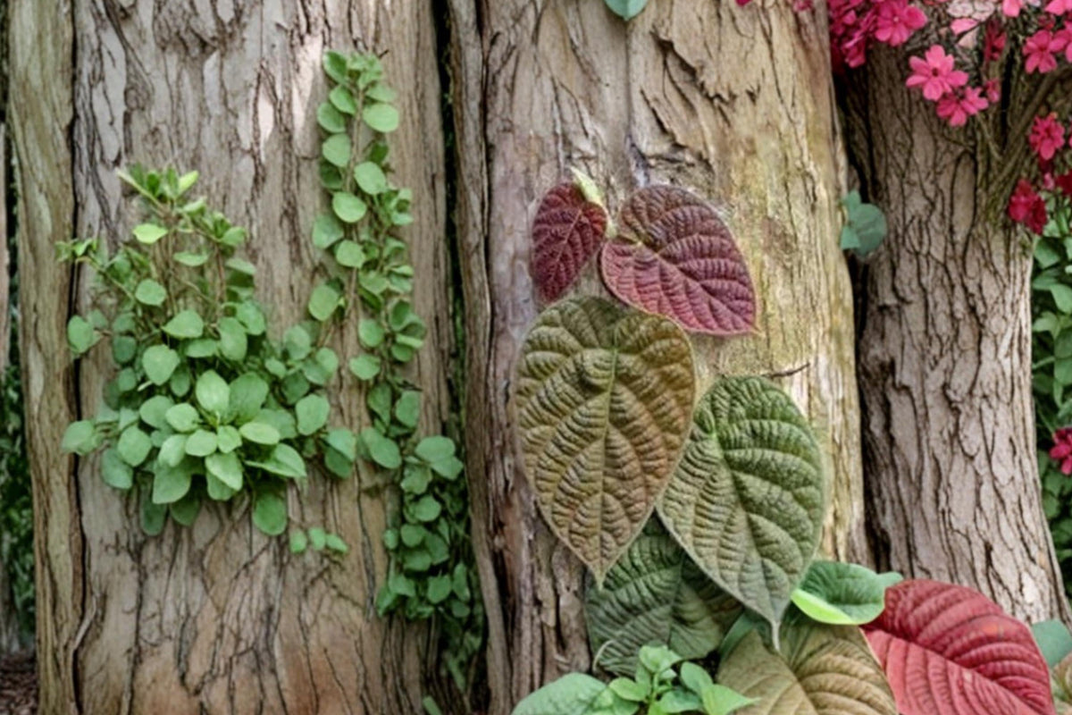 Ficus villosa Unrooted Cuttings – Tropical Foliage Plant, Climbing, Broad Green Leaves, Indoor or Warm Climate Propagation