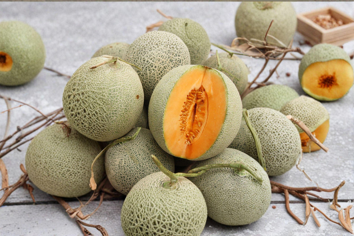 Hales Best Jumbo Melon Seeds | Heirloom Cantaloupe | Sweet Orange Flesh | Cucumis melo