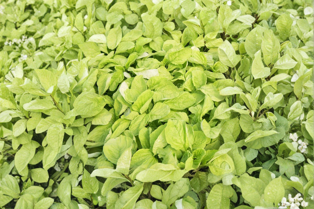 Edible Amaranth Seeds – White Light Green Heirloom Leaf Vegetable – Amaranthus tricolor, Fast-Growing Greens for Salad & Cooking