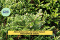 3pcs Abies balsamea Balsam Fir Seeds for Planting – Cold-Hardy Evergreen for Landscaping and Christmas Trees