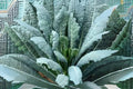 250 Lacinato Kale Seeds, Heirloom Dinosaur Kale, Tuscan Kale, Brassica oleracea, Garden, Container, Sauté, Smoothie