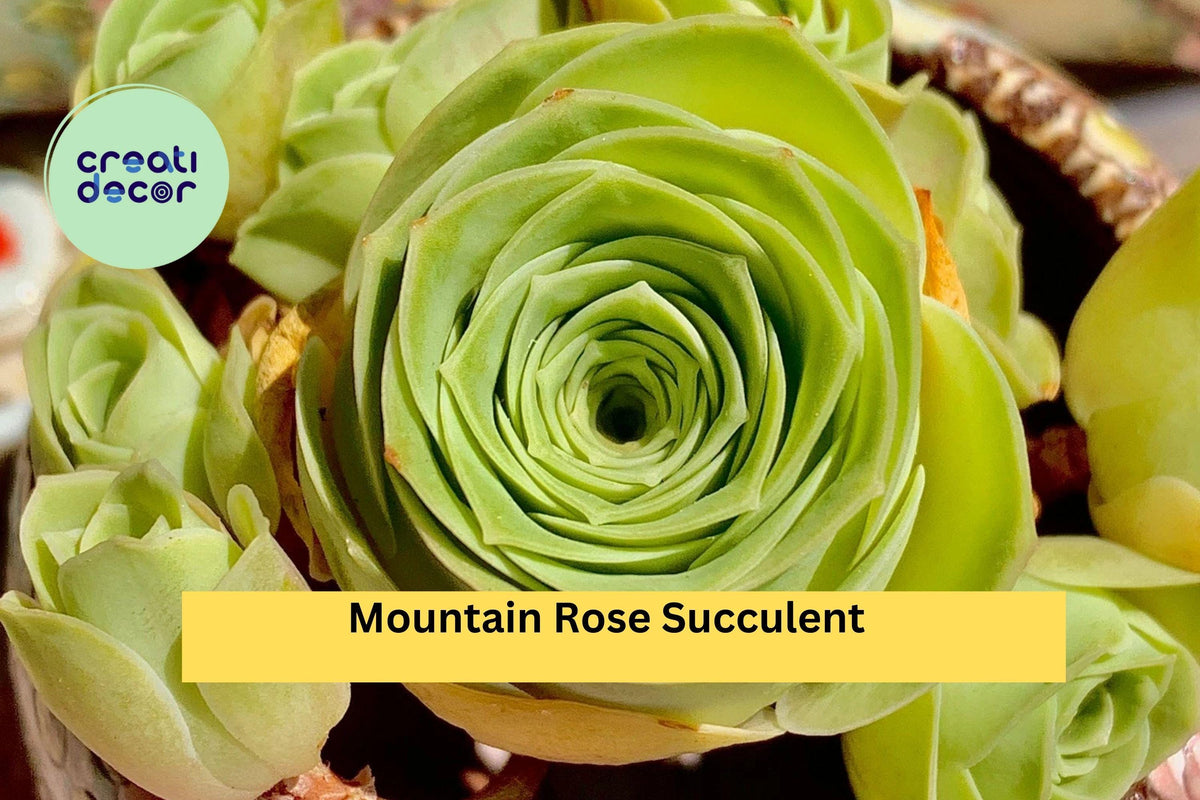 Mountain Rose Succulent Plant – Rare Greenovia dodrantalis with Pink Rosette, Indoor or Outdoor Garden Decor, Low-Maintenance Succulent