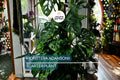 Monstera Adansonii Live Starter Plant - Climbing Swiss Cheese Plant, Easy Care Tropical Houseplant, 6" Cutting