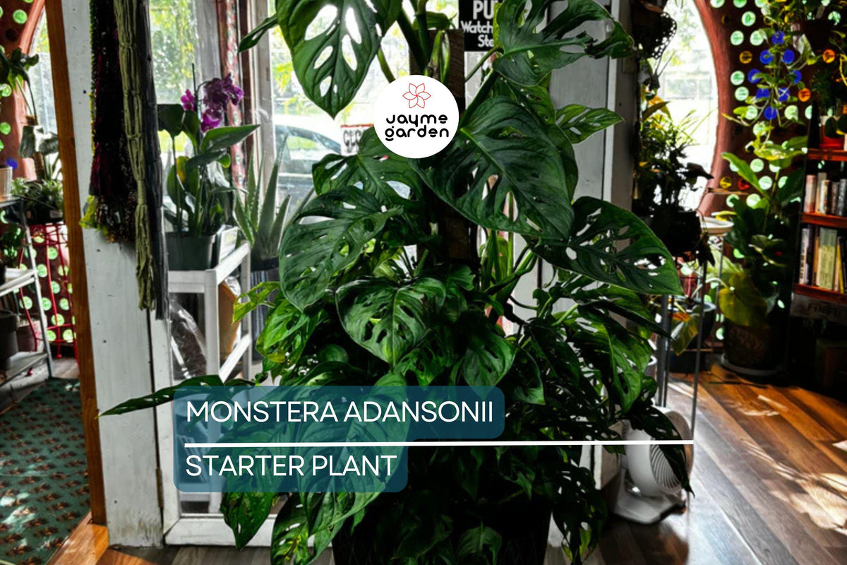 Monstera Adansonii Live Starter Plant - Climbing Swiss Cheese Plant, Easy Care Tropical Houseplant, 6" Cutting