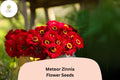 100+ Meteor Zinnia Seeds – Deep Red Blooms for Garden, Borders & Cut Flowers – Zinnia elegans