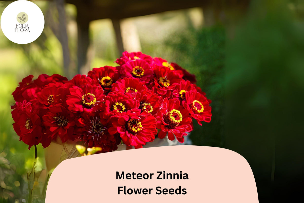 100+ Meteor Zinnia Seeds – Deep Red Blooms for Garden, Borders & Cut Flowers – Zinnia elegans