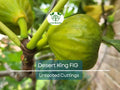 Unrooted Desert King Fig Tree Cuttings – 5 Healthy Ficus Carica Propagation Plants, 6-8 Inches