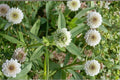 Berseem Clover Seeds, Trifolium alexandrinum, Cover Crop, Forage Legume, Egyptian Clover, Annual Seed Pack