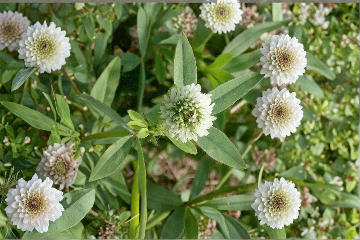 Berseem Clover Seeds, Trifolium alexandrinum, Cover Crop, Forage Legume, Egyptian Clover, Annual Seed Pack