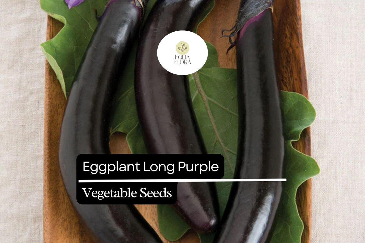 350 Long Purple Eggplant Seeds | Heirloom Non-GMO Solanum melongena for Vegetable Garden & Container Planting