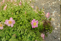 Prairie Wild Rose Seeds – Rosa arkansana | Native Perennial Shrub for Wildlife Gardens & Pollinator Habitat | 10 Seeds