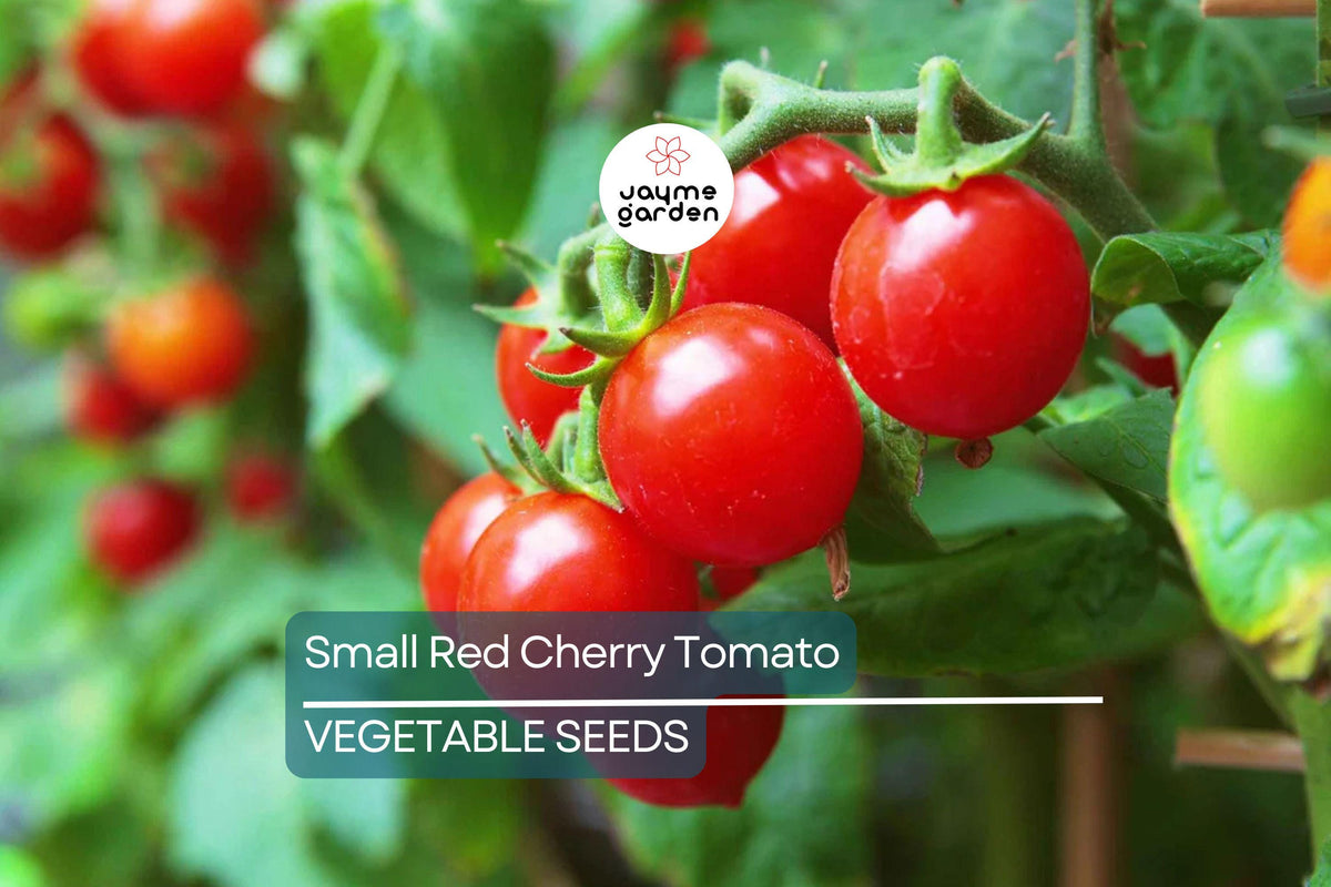 Small Red Cherry Tomato Seeds – Non-GMO Heirloom, Indeterminate Vines, Sweet Flavor, High Yield, Container & Garden Growing