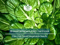 250 Pak Choi Tatsoi Seeds – Heirloom Asian Greens, Brassica rapa subsp. narinosa, Cold Hardy, Compact, Fast Growing Vegetable Seeds