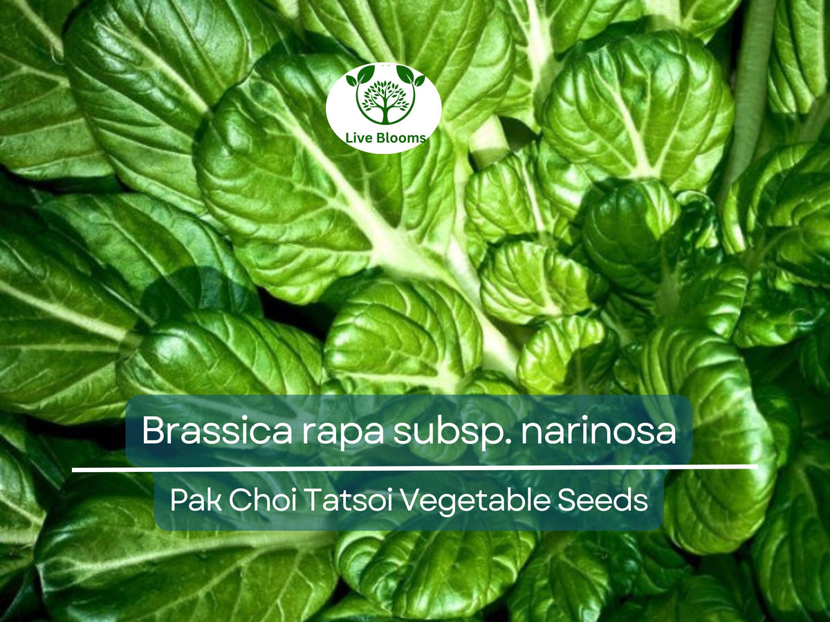 250 Pak Choi Tatsoi Seeds – Heirloom Asian Greens, Brassica rapa subsp. narinosa, Cold Hardy, Compact, Fast Growing Vegetable Seeds