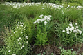 Wild Quinine Seeds – Parthenium integrifolium Native Prairie Perennial with White Button Blooms, Drought Tolerant, Full Sun to Partial Shade