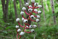 Bare Root Doll’s Eyes Plants (Actaea pachypoda) | White Berries Perennial for Shade Gardens