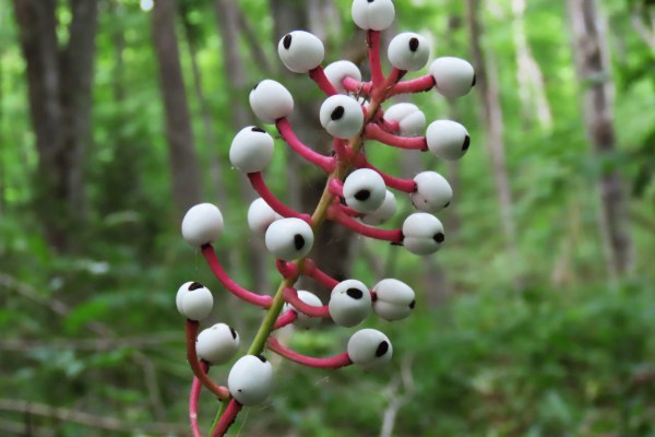 Bare Root Doll’s Eyes Plants (Actaea pachypoda) | White Berries Perennial for Shade Gardens