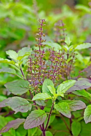 Organic Tulsi Holy Basil Live Starter Plant – Aromatic Herb for Tea & Wellness, Ocimum tenuiflorum