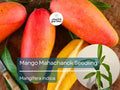 Mango Mahachanok Starter Plant Seedling - 12-24 Inch Live Fruit Tree - Fiber-Free, Sweet, Tangy Mangoes - Mangifera indica