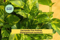 Fernando Fire Pothos Cuttings | Variegated Epipremnum Aureum Houseplant Propagation | 3 Unrooted Trailing Vine