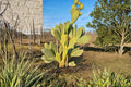 Nopal Cactus Cuttings Unrooted Opuntia spp. Prickly Pear Desert Garden Plant