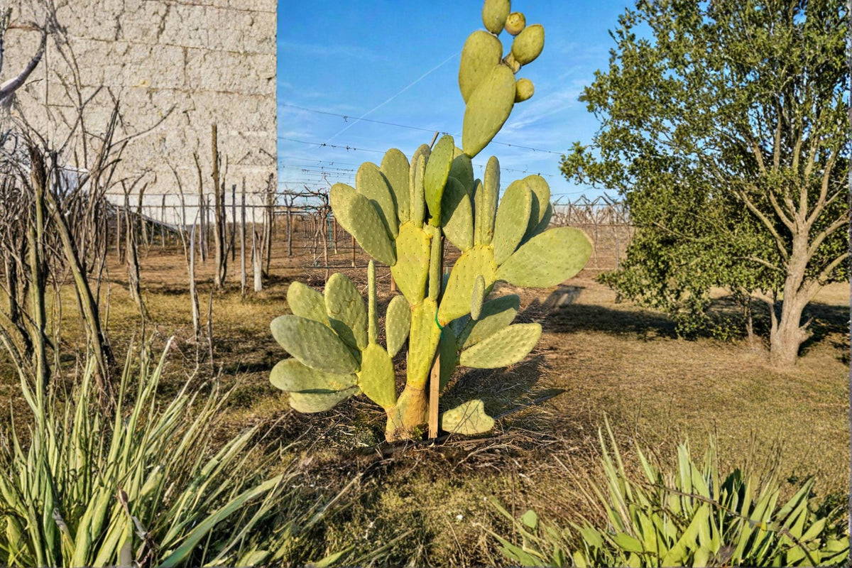 Nopal Cactus Cuttings Unrooted Opuntia spp. Prickly Pear Desert Garden Plant