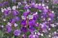 Chinese Houses Seeds – Collinsia heterophylla – California Wildflower for Spring Blooming Pollinator Gardens