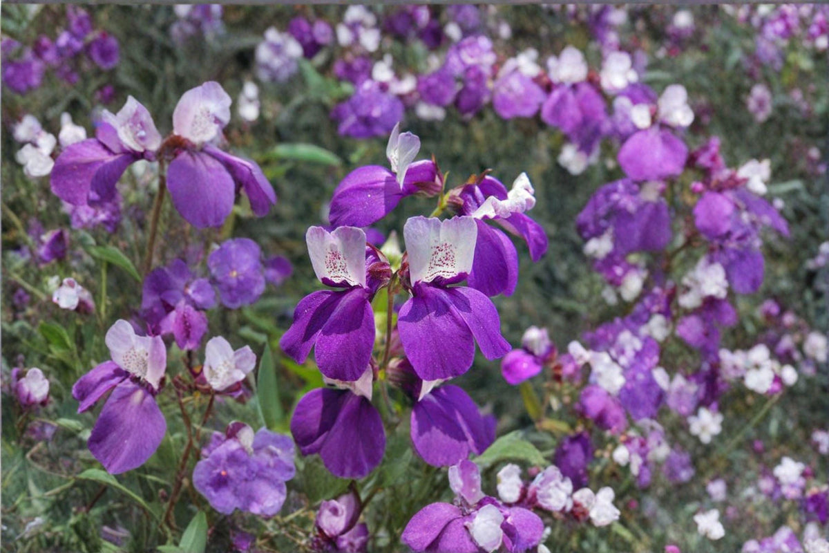Chinese Houses Seeds – Collinsia heterophylla – California Wildflower for Spring Blooming Pollinator Gardens