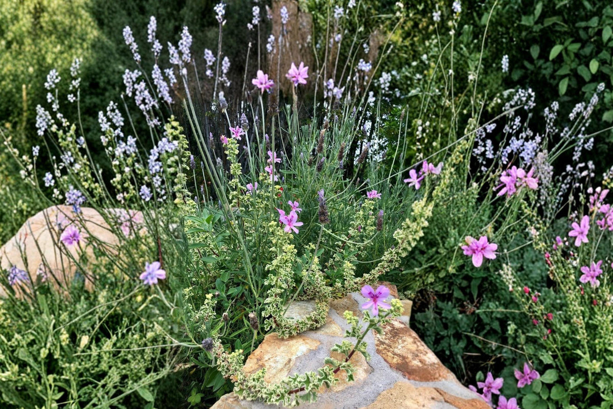 Variegated Geranium Cuttings 6" Pelargonium spp. Ornamental Plant for Containers and Gardens
