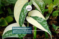 Scindapsus Mayari Rooted Cutting - Highly Variegated, Rare Aroid Plant with Sparkly Foliage, Indoor Houseplant, Philodendron Variegated
