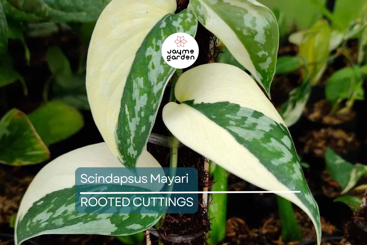 Scindapsus Mayari Rooted Cutting - Highly Variegated, Rare Aroid Plant with Sparkly Foliage, Indoor Houseplant, Philodendron Variegated