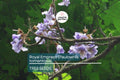 50 Royal Empress Tree Seeds - Fast Growing Shade Tree with Lavender Flowers - Paulownia tomentosa Non-GMO Seeds