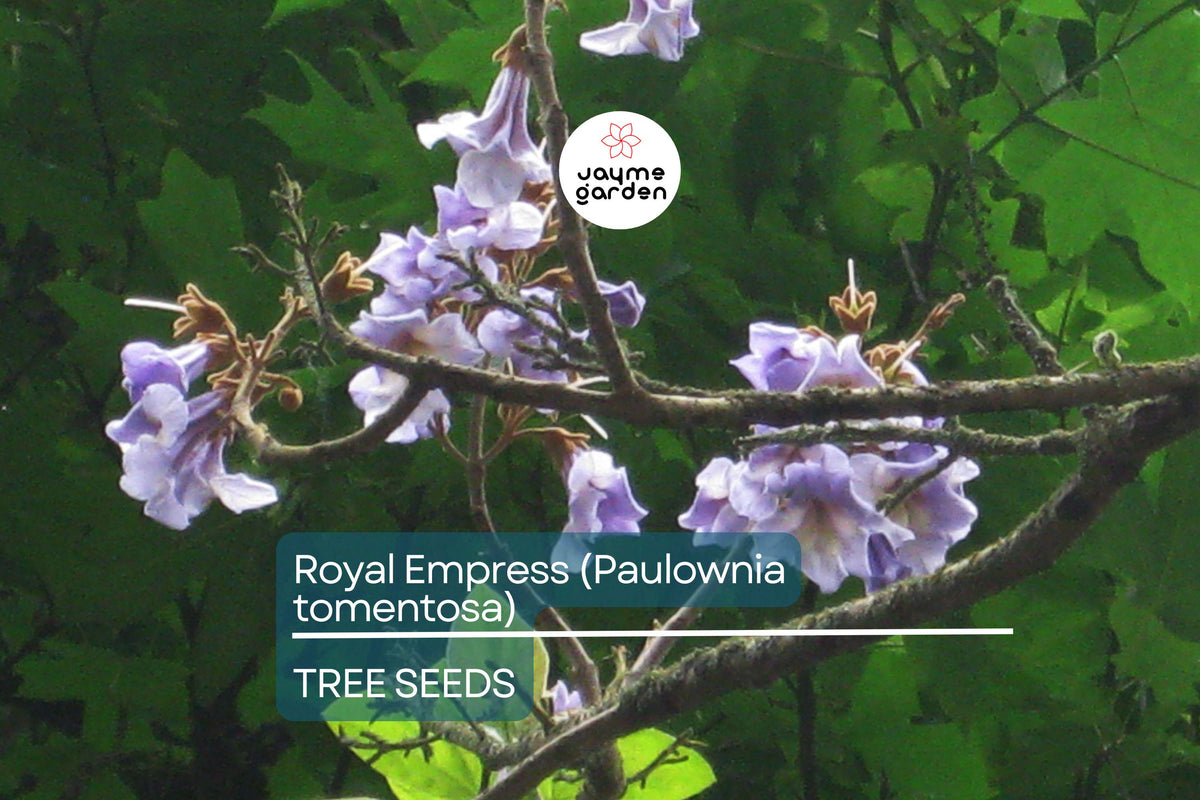 50 Royal Empress Tree Seeds - Fast Growing Shade Tree with Lavender Flowers - Paulownia tomentosa Non-GMO Seeds